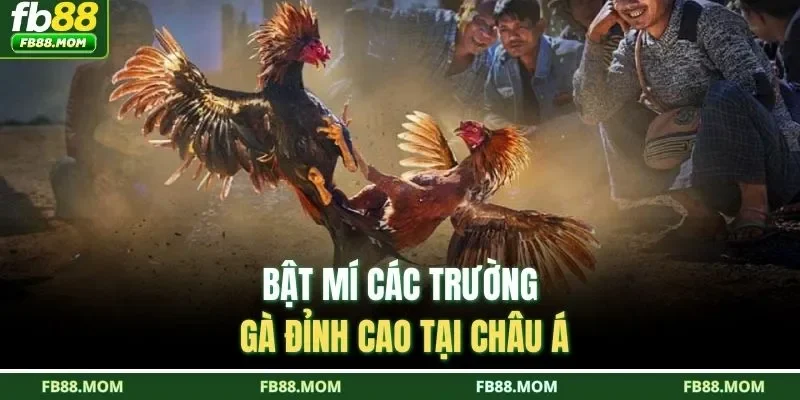 Bật mí các trường gà đỉnh cao tại châu Á