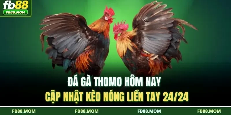 Đá gà Thomo hôm nay