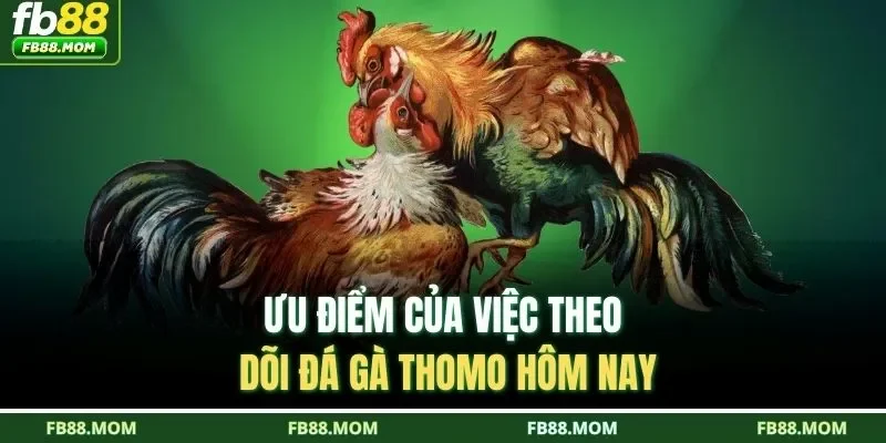 Ưu điểm của việc theo dõi đá gà Thomo hôm nay